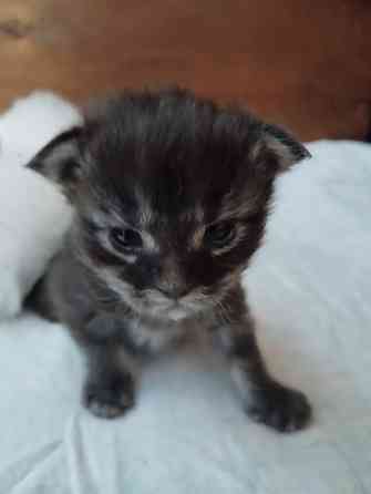 Мейн-кун, котята, Мейн кун, Меин кун, Меин-кун, Донецк