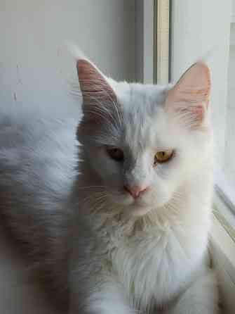 Мейн-кун, кошечка, Мейн кун, Меин кун, Меин-кун, Донецк