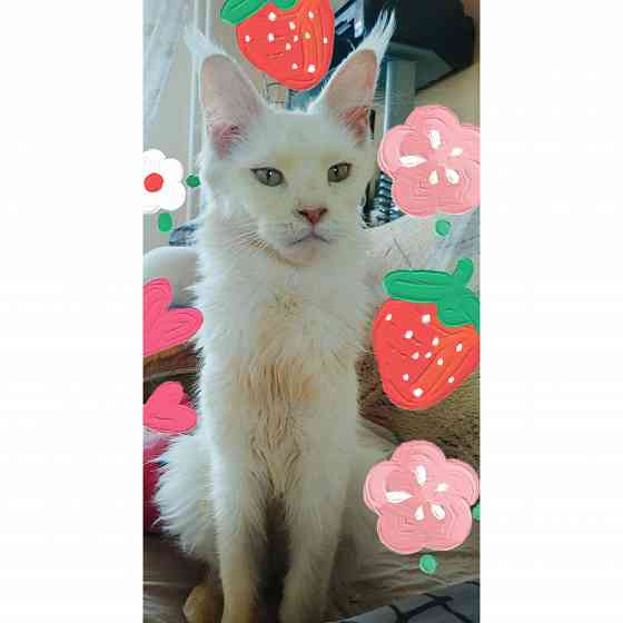 Мейн-кун, кошка Донецк