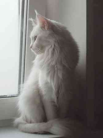 Мейн-кун, кошечка, Мейн кун, Меин кун, Меин-кун, Донецк