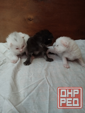 Мейн-кун, котята, Мейн кун, Меин кун, Меин-кун, Донецк - изображение 4