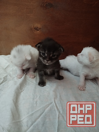 Мейн-кун, котята, Мейн кун, Меин кун, Меин-кун, Донецк - изображение 2