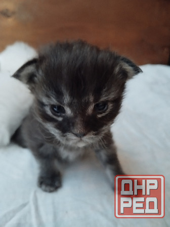 Мейн-кун, котята, Мейн кун, Меин кун, Меин-кун, Донецк - изображение 3