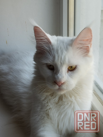 Мейн-кун, кошечка, Мейн кун, Меин кун, Меин-кун, Донецк - изображение 3