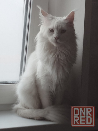 Мейн-кун, кошечка, Мейн кун, Меин кун, Меин-кун, Донецк - изображение 2