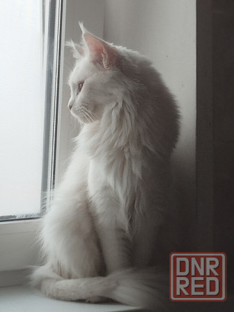 Мейн-кун, кошечка, Мейн кун, Меин кун, Меин-кун, Донецк - изображение 1