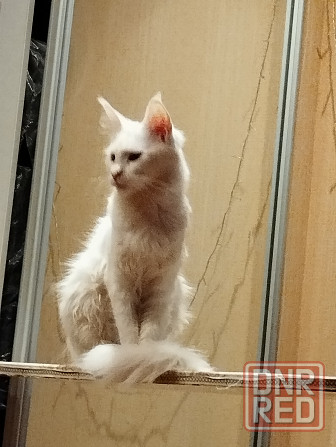 Мейн-кун, кошечка, Мейн кун, Меин кун, Меин-кун, Донецк - изображение 3