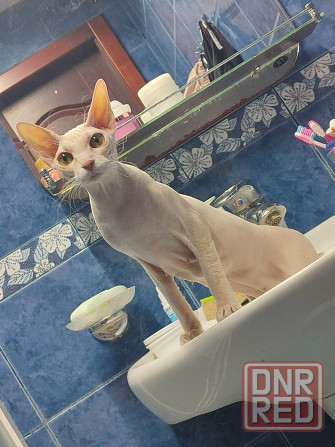 Котята донского сфинкса Донецк - изображение 8