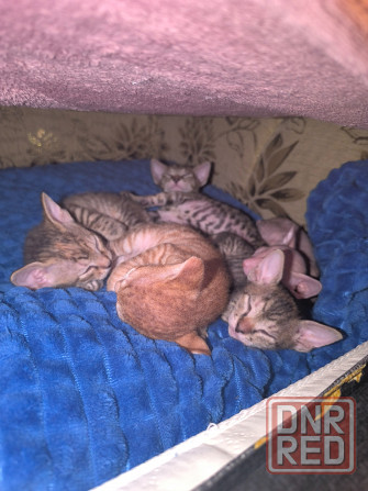 Котята донского сфинкса Донецк - изображение 4