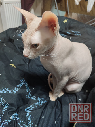 Котята донского сфинкса Донецк - изображение 6