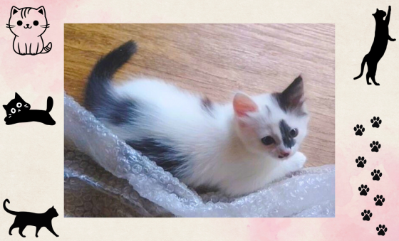 Котёнок-девочка в добрые руки - даром! Макеевка
