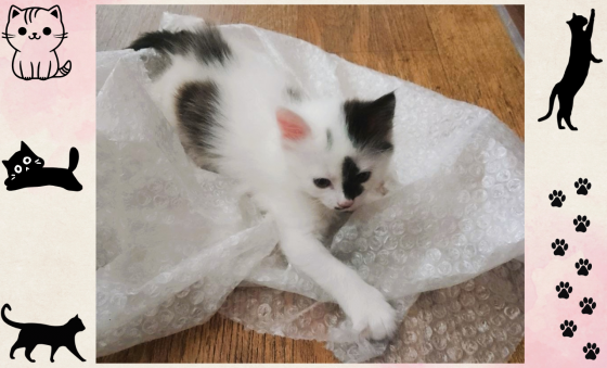 Котёнок-девочка в добрые руки - даром! Макеевка