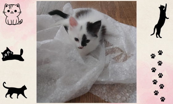 Котёнок-девочка в добрые руки - даром! Макеевка