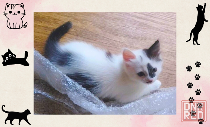 Котёнок-девочка в добрые руки - даром! Макеевка - изображение 1
