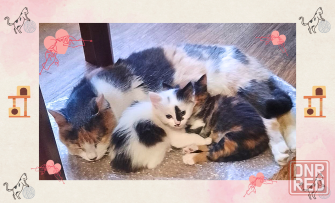 Котёнок-девочка в добрые руки - даром! Макеевка - изображение 7
