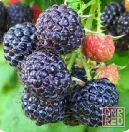 Продаю черную малину, Кумбирленд Донецк - изображение 1
