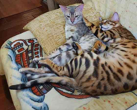 Котенок серенгети, девочка Мариуполь