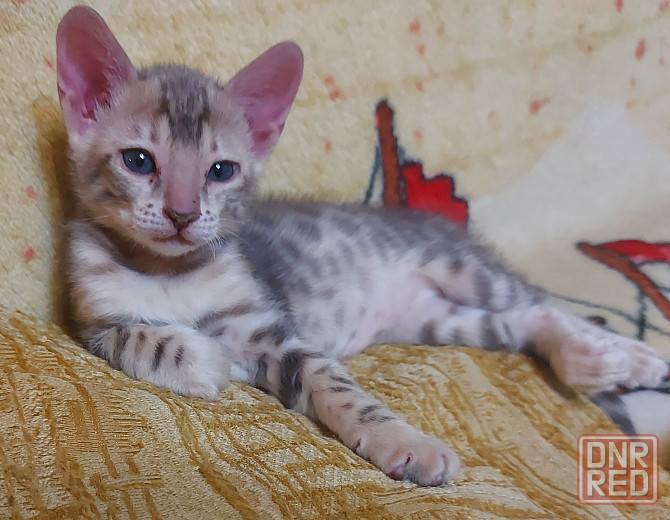 Котенок серенгети, девочка Мариуполь - изображение 4