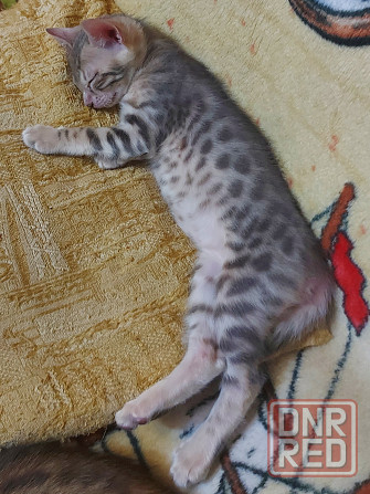 Котенок серенгети, девочка Мариуполь - изображение 8