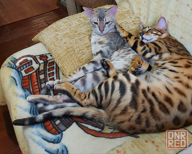 Котенок серенгети, девочка Мариуполь - изображение 6