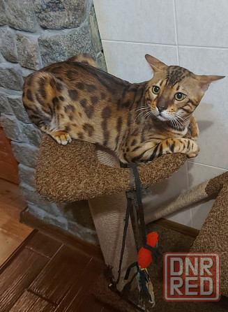 Котенок серенгети, девочка Мариуполь - изображение 7