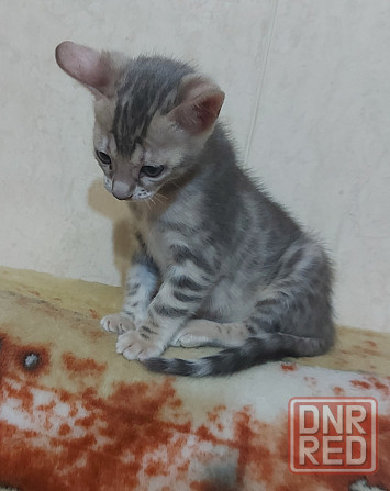 Котенок серенгети, девочка Мариуполь - изображение 3
