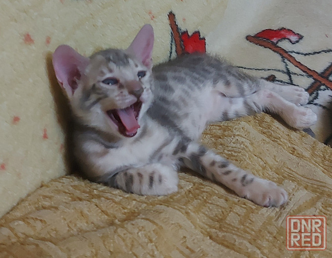 Котенок серенгети, девочка Мариуполь - изображение 1