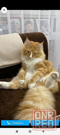 Продам чистокровных котят Мейн Кун Енакиево - изображение 1