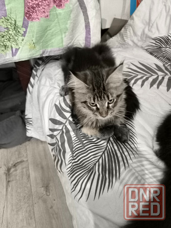 Продам чистокровных котят Мейн Кун Енакиево - изображение 3