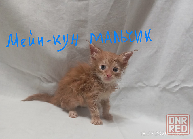 Мейн-кун 25 000 Донецк - изображение 8