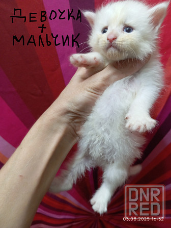 Мейн-кун 25 000 Донецк - изображение 2