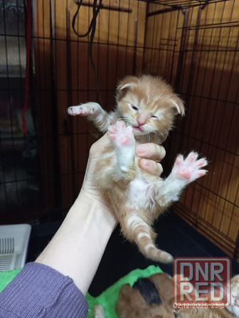 Мейн-кун 25 000 Донецк - изображение 7