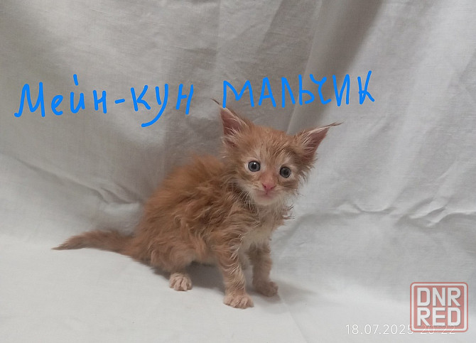 Мейн-кун 25 000 Донецк - изображение 6