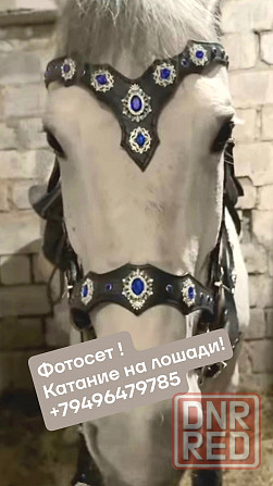 конник прокат лошадей Сок Макеевка Макеевка - изображение 1