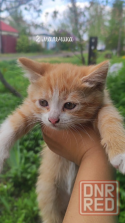 Котята в добрые руки Макеевка - изображение 2