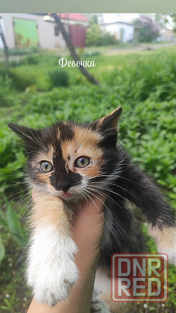Котята в добрые руки Макеевка - изображение 1