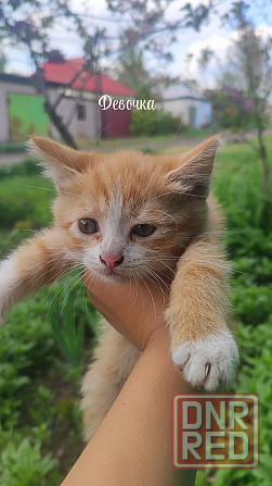 Котята в добрые руки Макеевка - изображение 3
