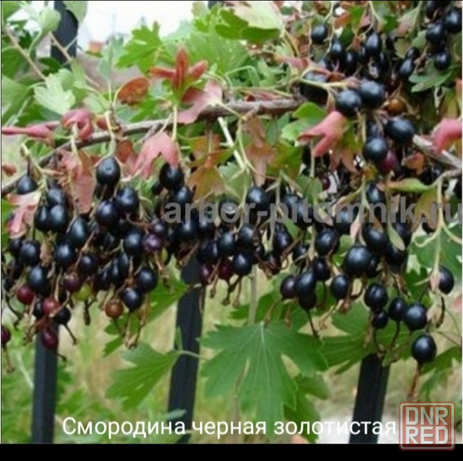Черная смородина золотистая Донецк - изображение 1