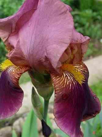 Ирисы,ирис Донецк