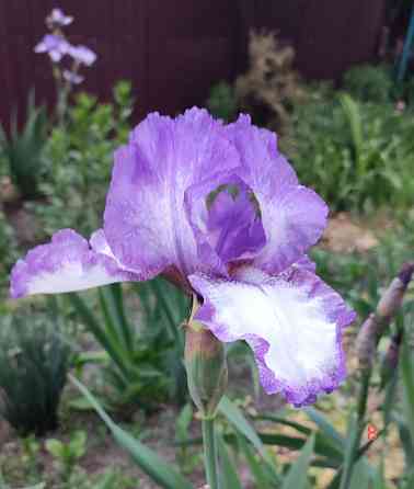 Ирисы,ирис Донецк