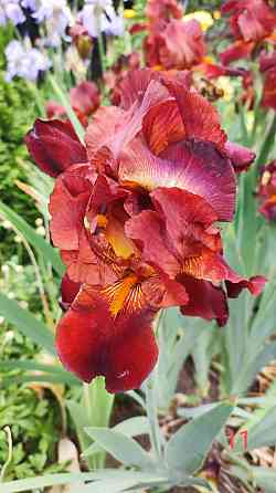 Ирисы,ирис Донецк