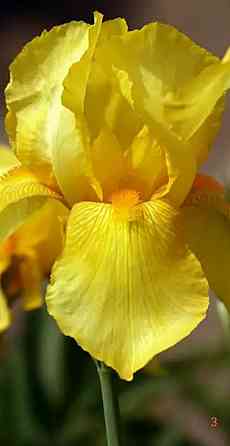 Ирисы,ирис Донецк