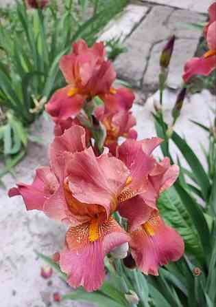 Ирисы,ирис Донецк