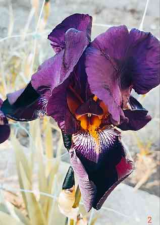 Ирисы,ирис Донецк