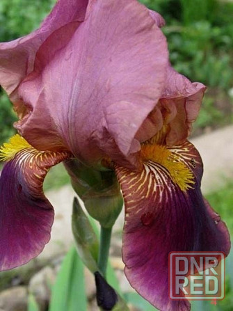 Ирисы,ирис Донецк - изображение 5