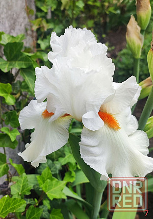 Ирисы,ирис Донецк - изображение 8