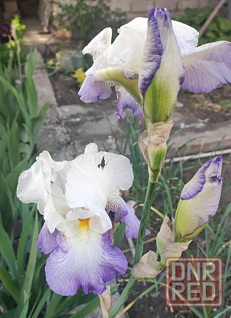 Ирисы,ирис Донецк - изображение 7