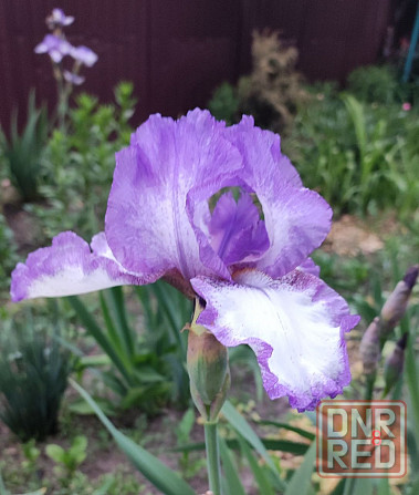 Ирисы,ирис Донецк - изображение 1