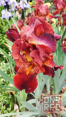 Ирисы,ирис Донецк - изображение 2