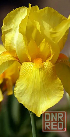 Ирисы,ирис Донецк - изображение 6